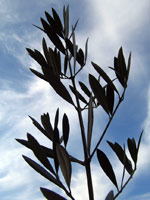 An Olive Tree